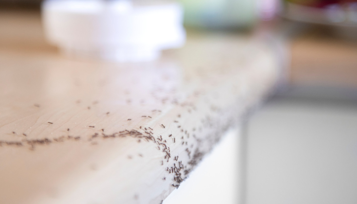 Invasion de fourmis dans la Sarthe : qui contacter en cas d’urgence ?